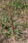 Longspike tridens